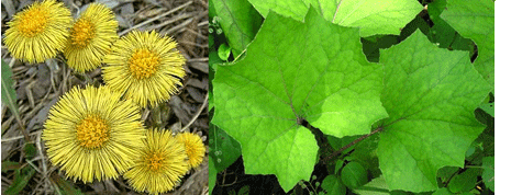 Coltsfoot can cleanse the lungs.