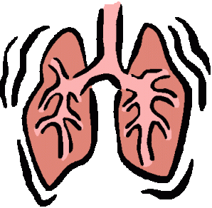 Lungs are spongy organs