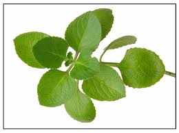 Oregano is beneficial for the respiratory tract.