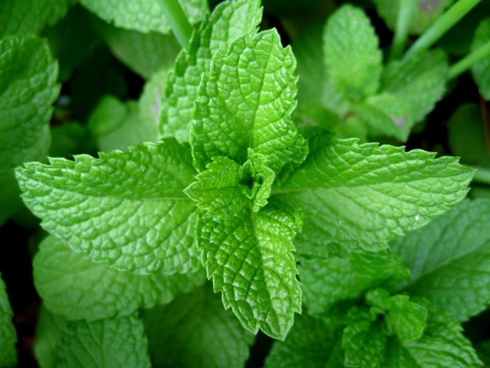 Peppermint has a good advantage to soothe the muscles of respiratory tracts.
