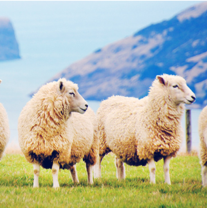 Sheep placenta is rich in nutrients needed for the entire body