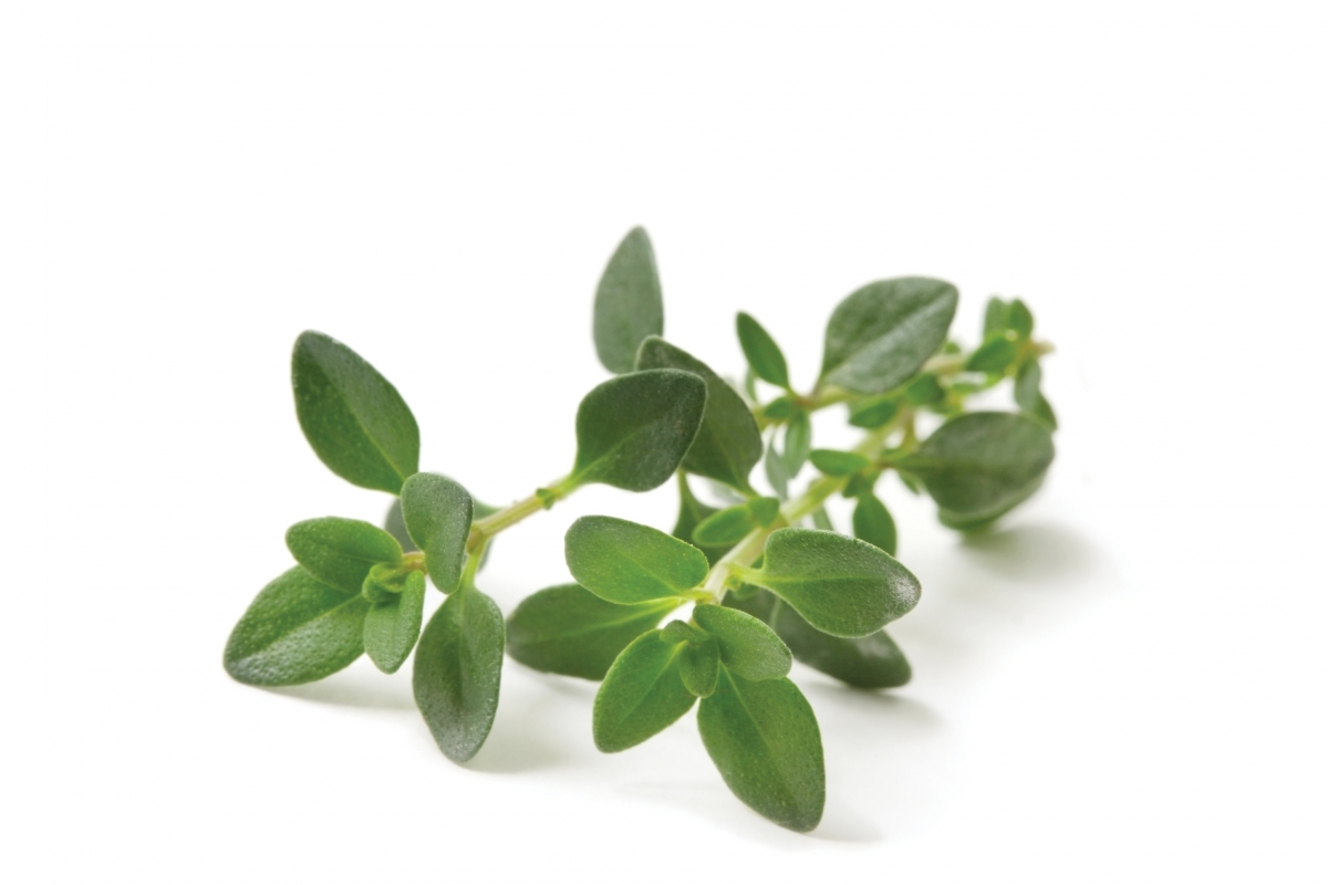 Thyme is beneficial for preventing and even treating respiratory tract infections.
